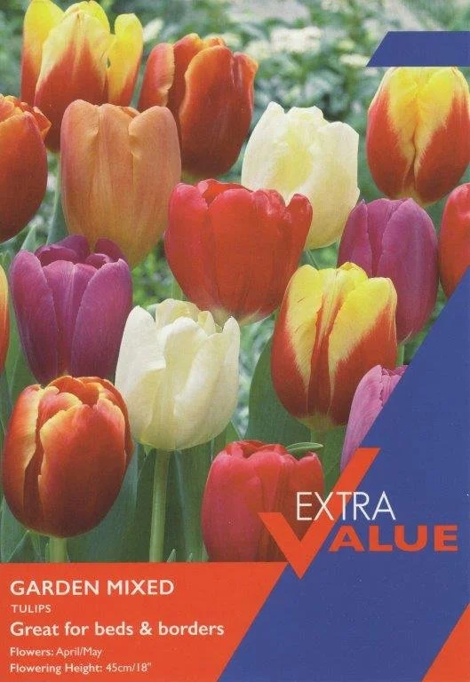 12 Tulip Garden Mix 10-11
