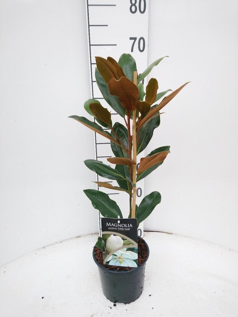 magnolia.jpg
