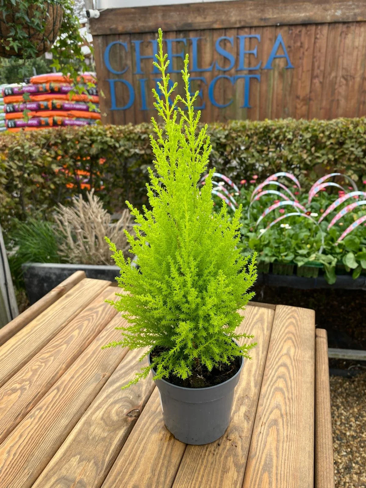 Cupressus macrocarpa ‘Goldcrest Wilma’ 10.5cm pot
