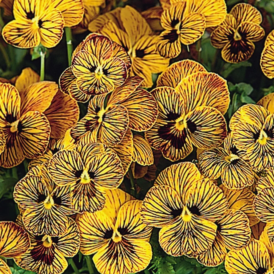 Viola Twix Tiger Eye 6-pack