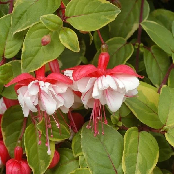 Fuchsia Swingtime 9cm