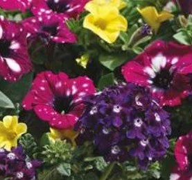 Trixi Summer Sky 10.5cm