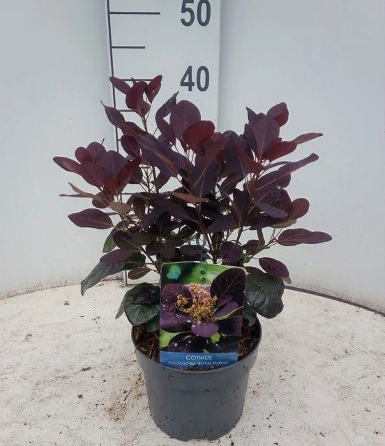Cotinus Goggygria Royal Purple 2lt
