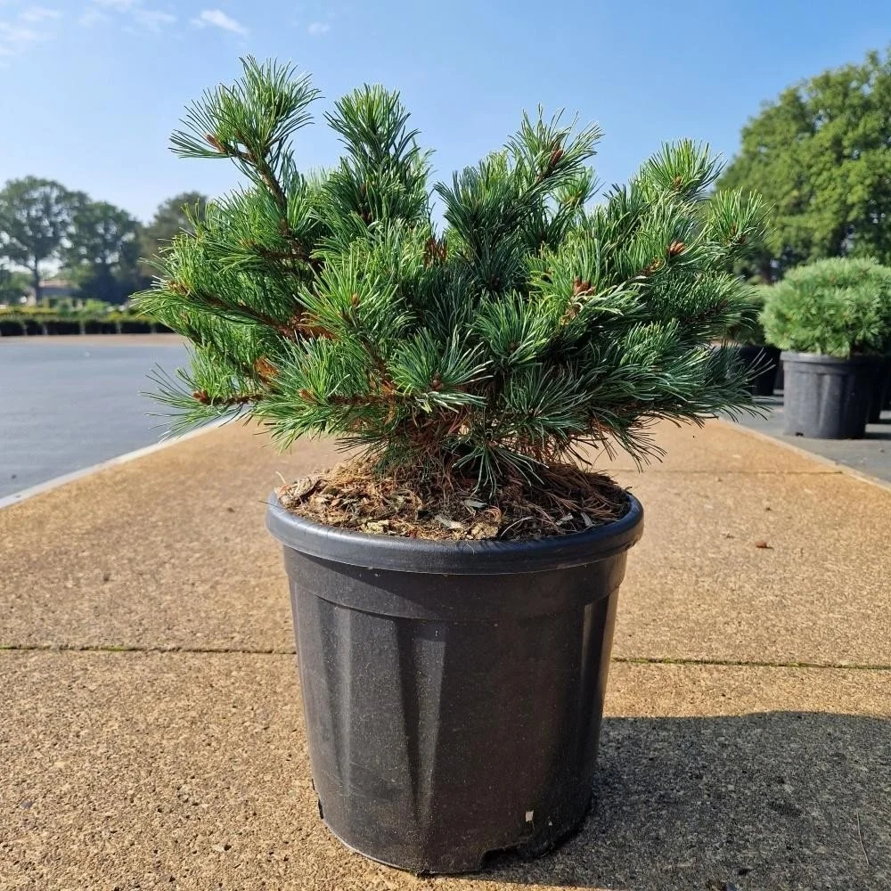 Pinus parviflora ‘Linda’ – 11L Pot (60cm)
