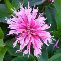 Monarda Balmy Pink 3lt pot