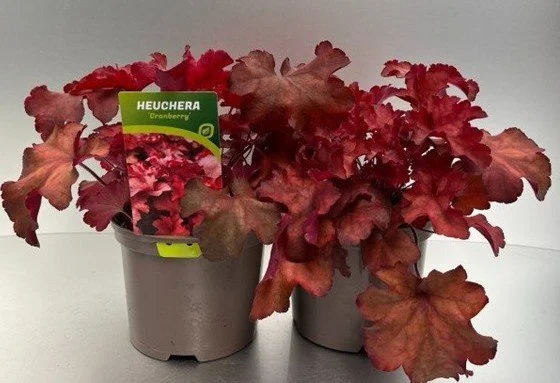 Heuchera Cranberry 2lt