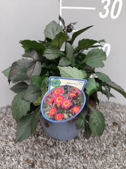 Dahlia Halo.jpg
