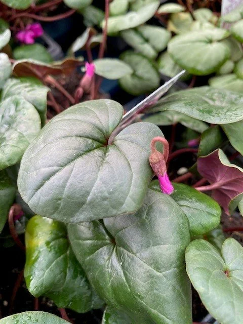 cyclamen 7.jpg