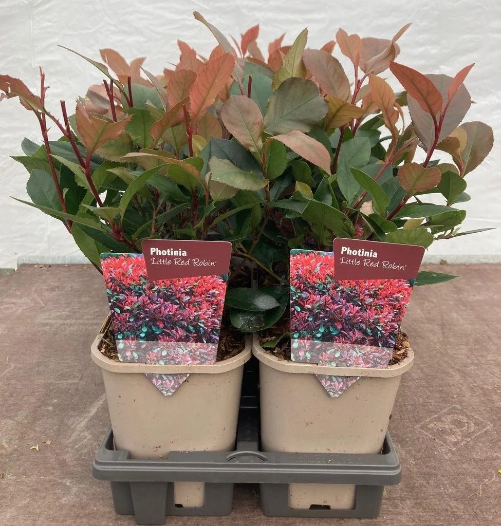 Photinia fraseri Little Red Robin.jpg