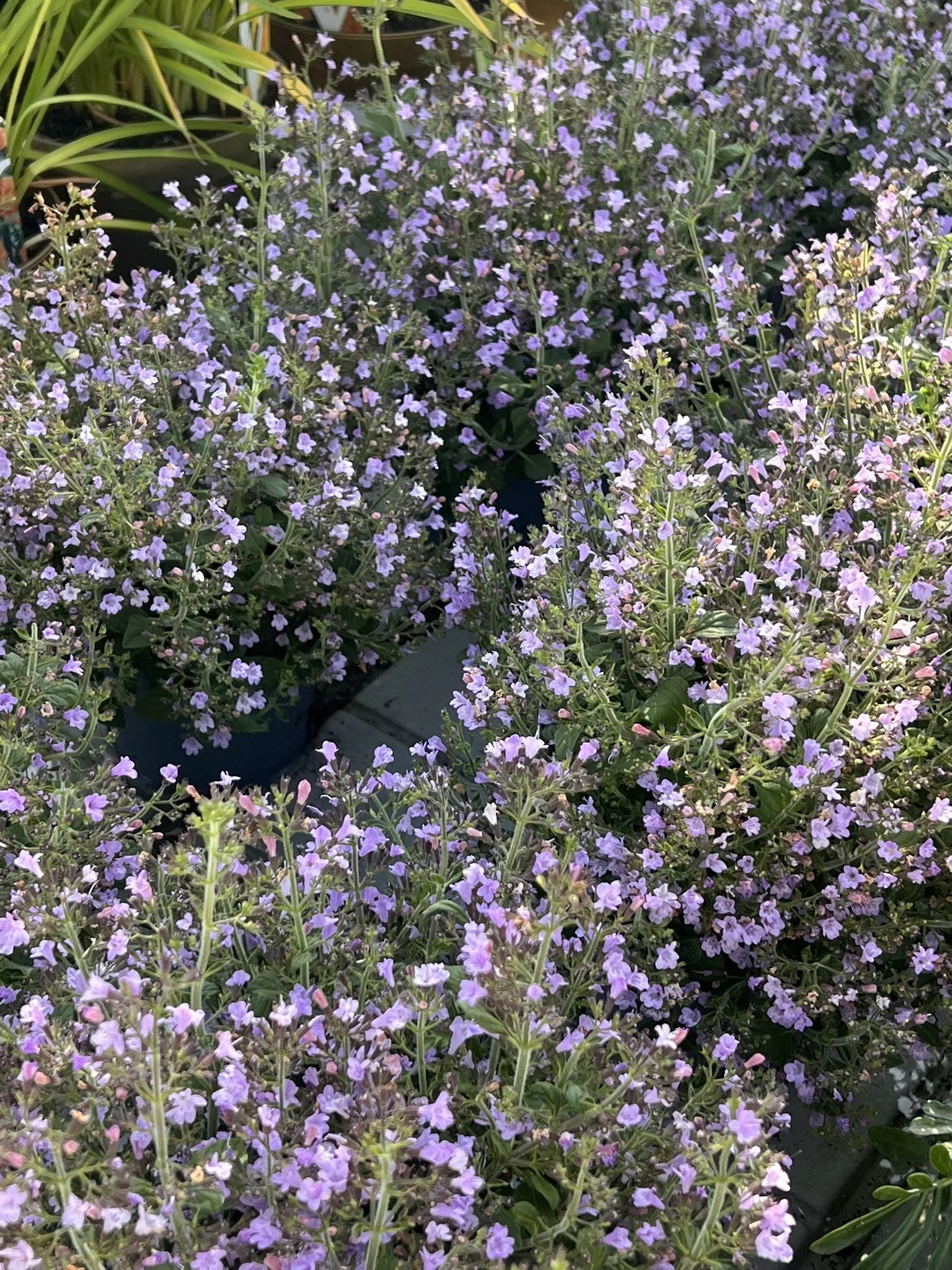 Calamintha nepeta 'Marvelette Blue' – 13cm Pot