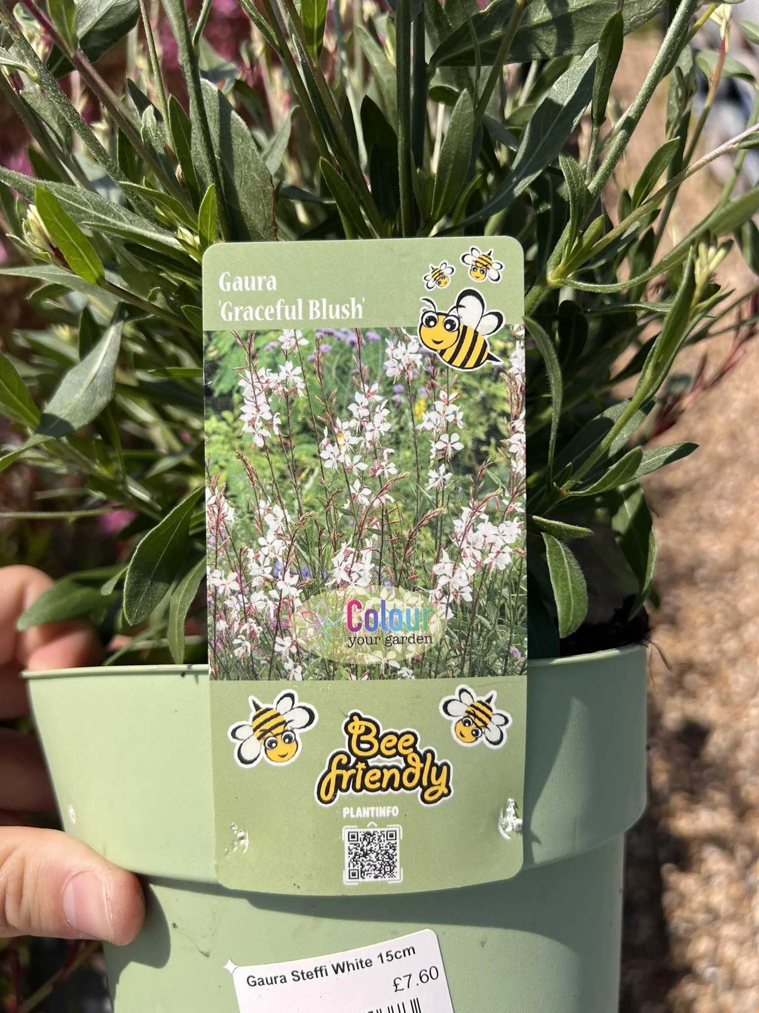Gaura Steffi White 15cm