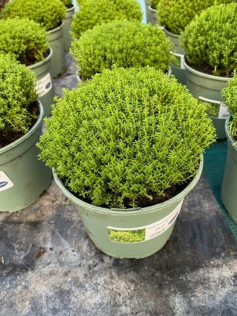 Hebe Green Globe - 2lt Pot