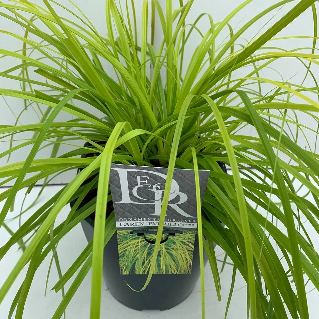 Carex Everillo 2lt pot