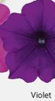 Petunia Surfinia Violet 9cm pot