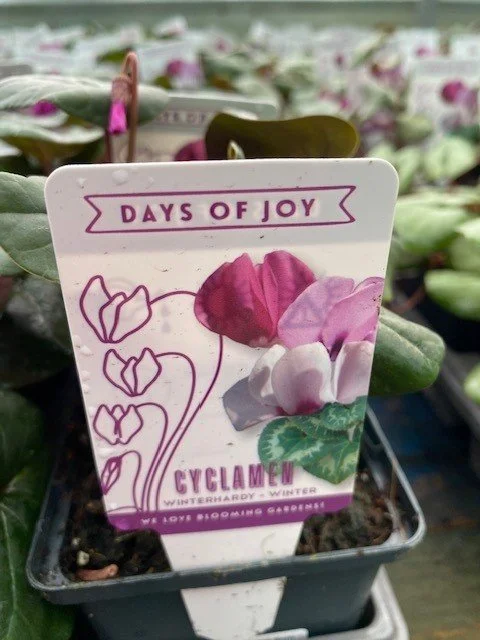 cyclamen 8.jpg