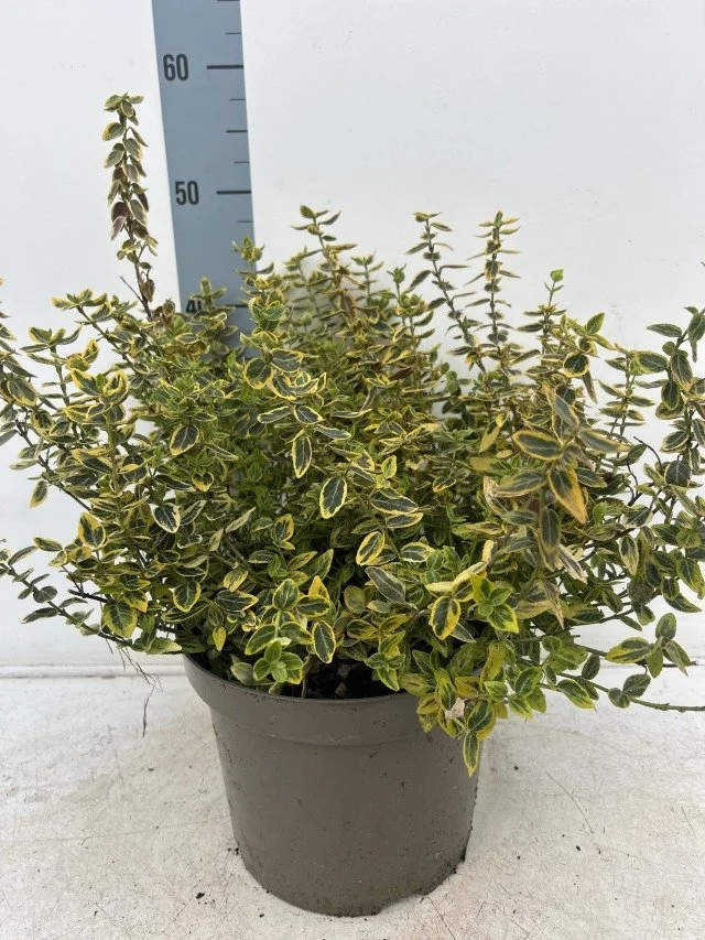 Euonymus Fortunei Emerald Gold 7.5lt