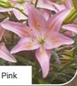 Lily Fantasiatic Pink 3lt pot
