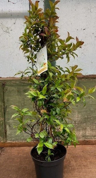 Trachelospermum jasminoides 110.jpg