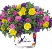 MixMaster Calibrachoa Double Yellow Jazz 13cm