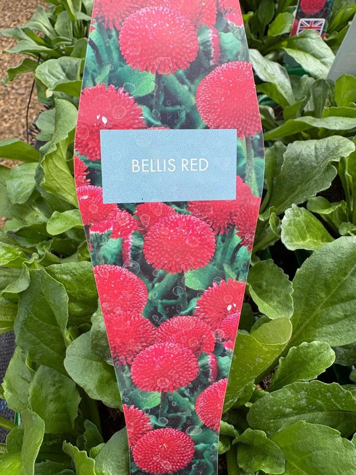Bellis Red 6 Pack