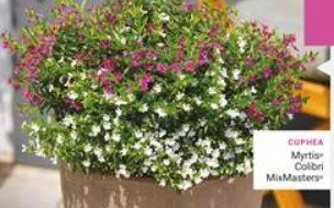 Cuphea Myrtis Mix Colibri 13cm