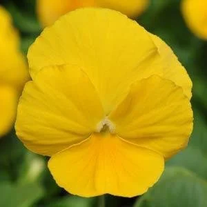 Pansy Panola Yellow 9cm pot