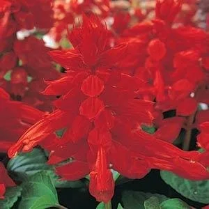 Salvia Vista Red 6-pack