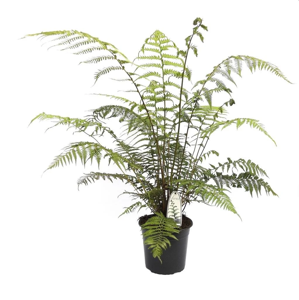 Dicksonia antarctica.jpg