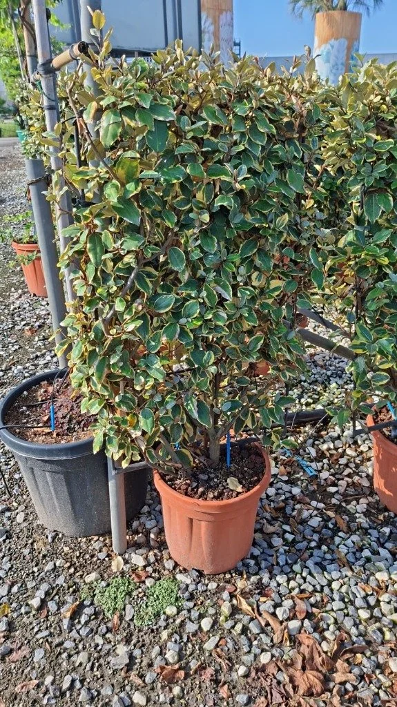 Elaeagnus ebbingei ‘Viveleg’ frame 18lt