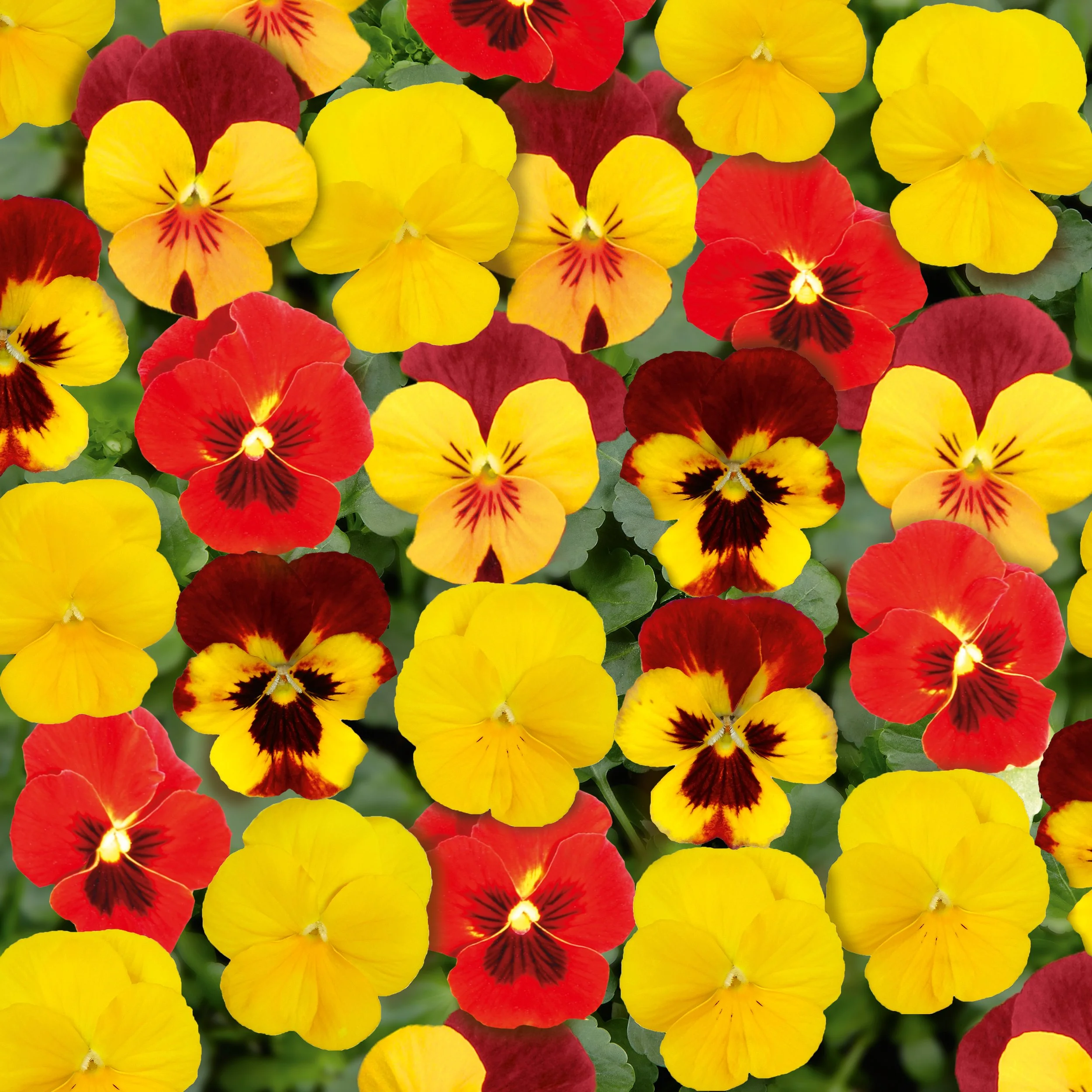 Viola Twix Fire Mix - 6 pack