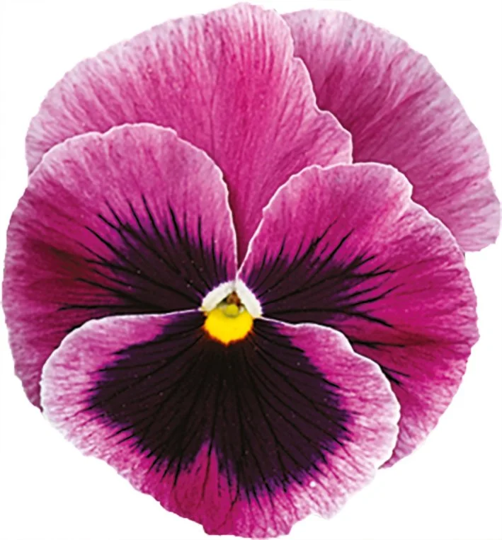 Pansy Carneval Pink Shades Blotch 9cm pot