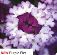 Verbena Showboat Purple Fizz 9cm pot