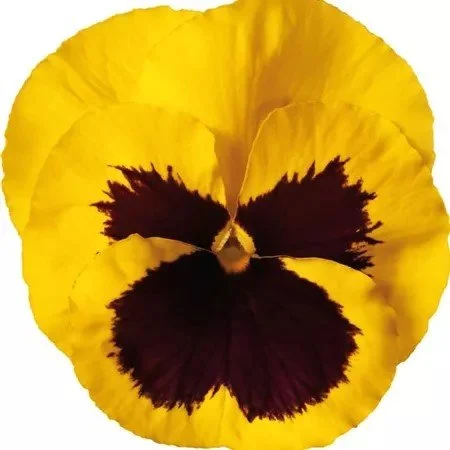 Pansy Carneval Gold with Blotch 9cm pot
