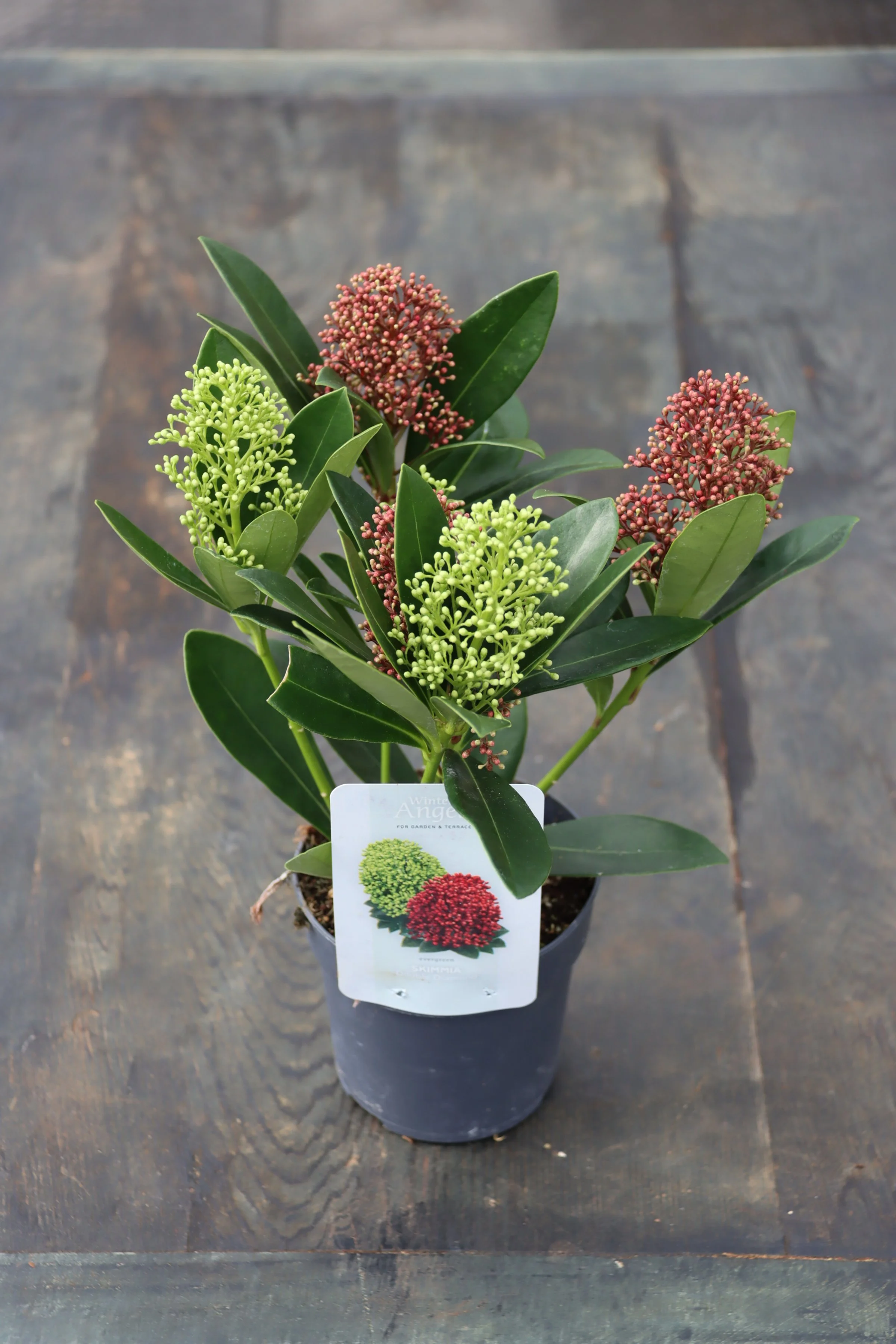 Skimmia Double Diamond 10.5cm pot
