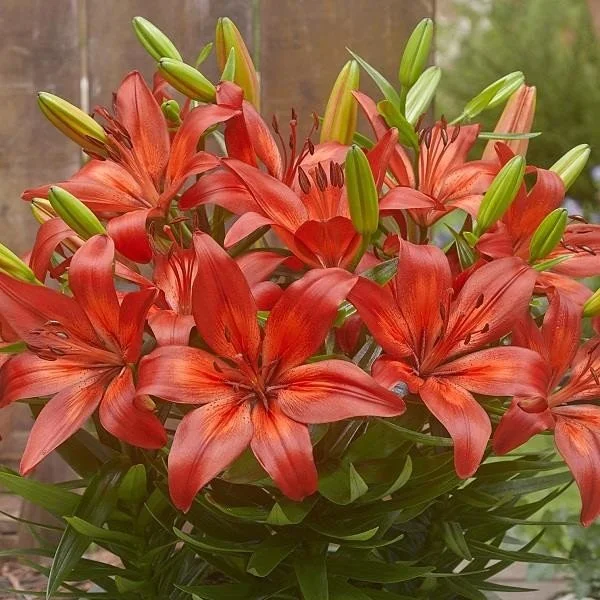 Lily Fantasiatic Red 3lt