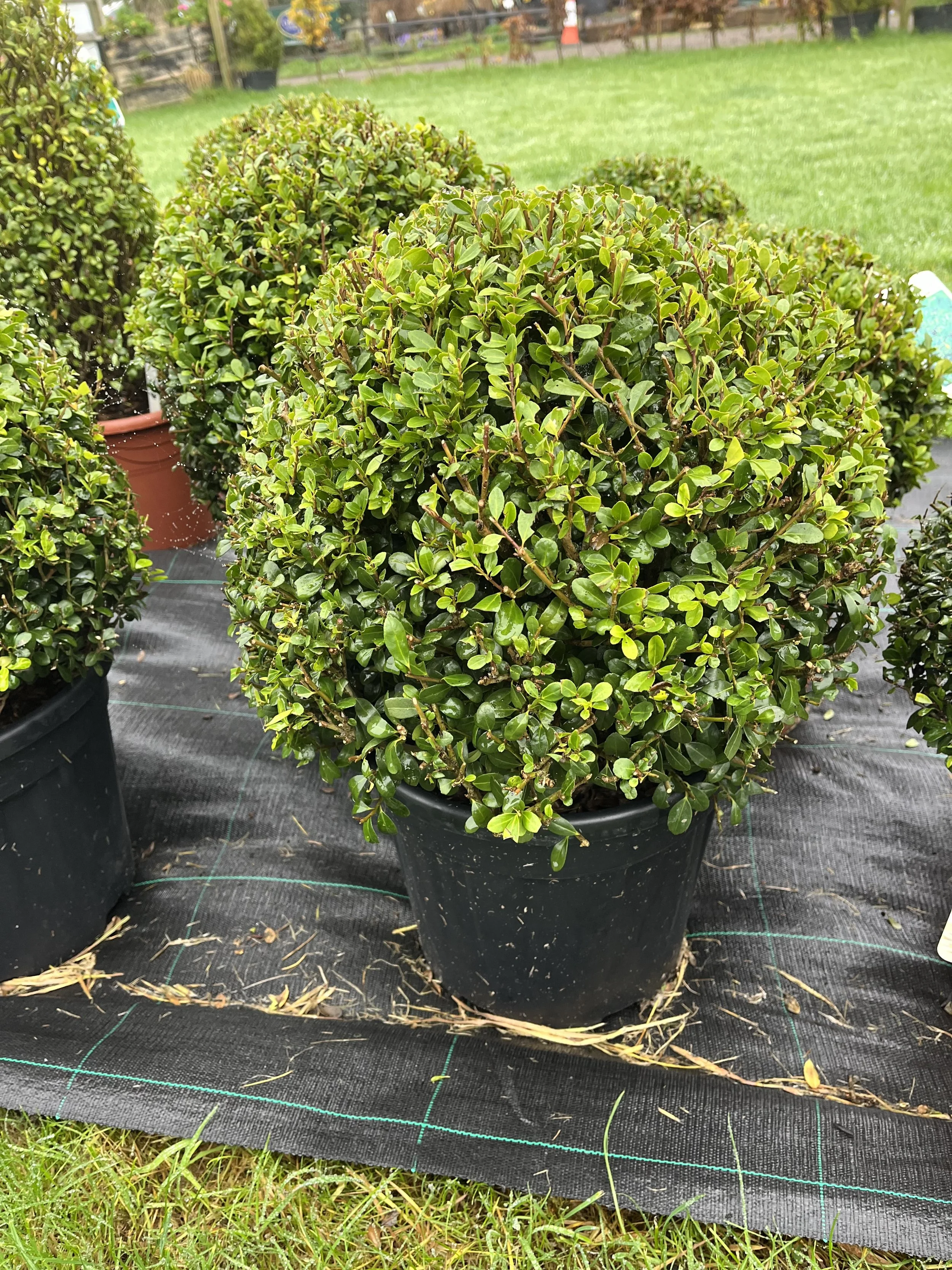 Ilex Crenata Ball 15lt Pot 40cm Ball