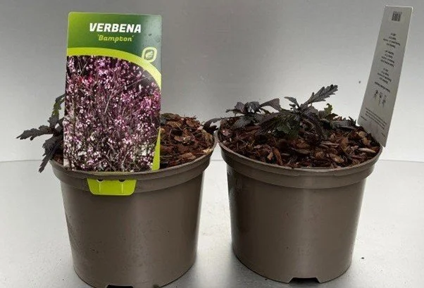 Verbena Off Bampton.jpg