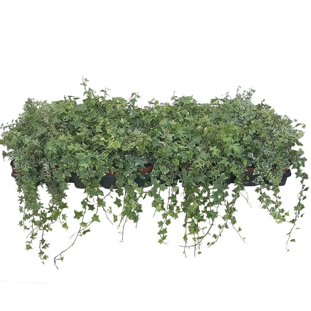 Hedera helix variegated - 13cm pot