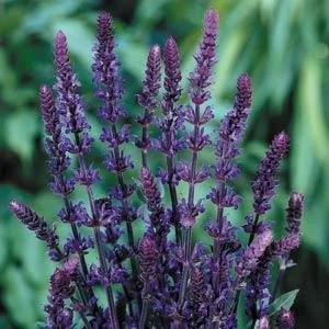 Salvia nemorosa Caradonna.jpg