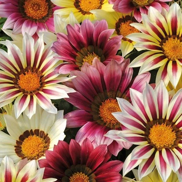Gazania New Day Strawberry Sundae Mix 9cm