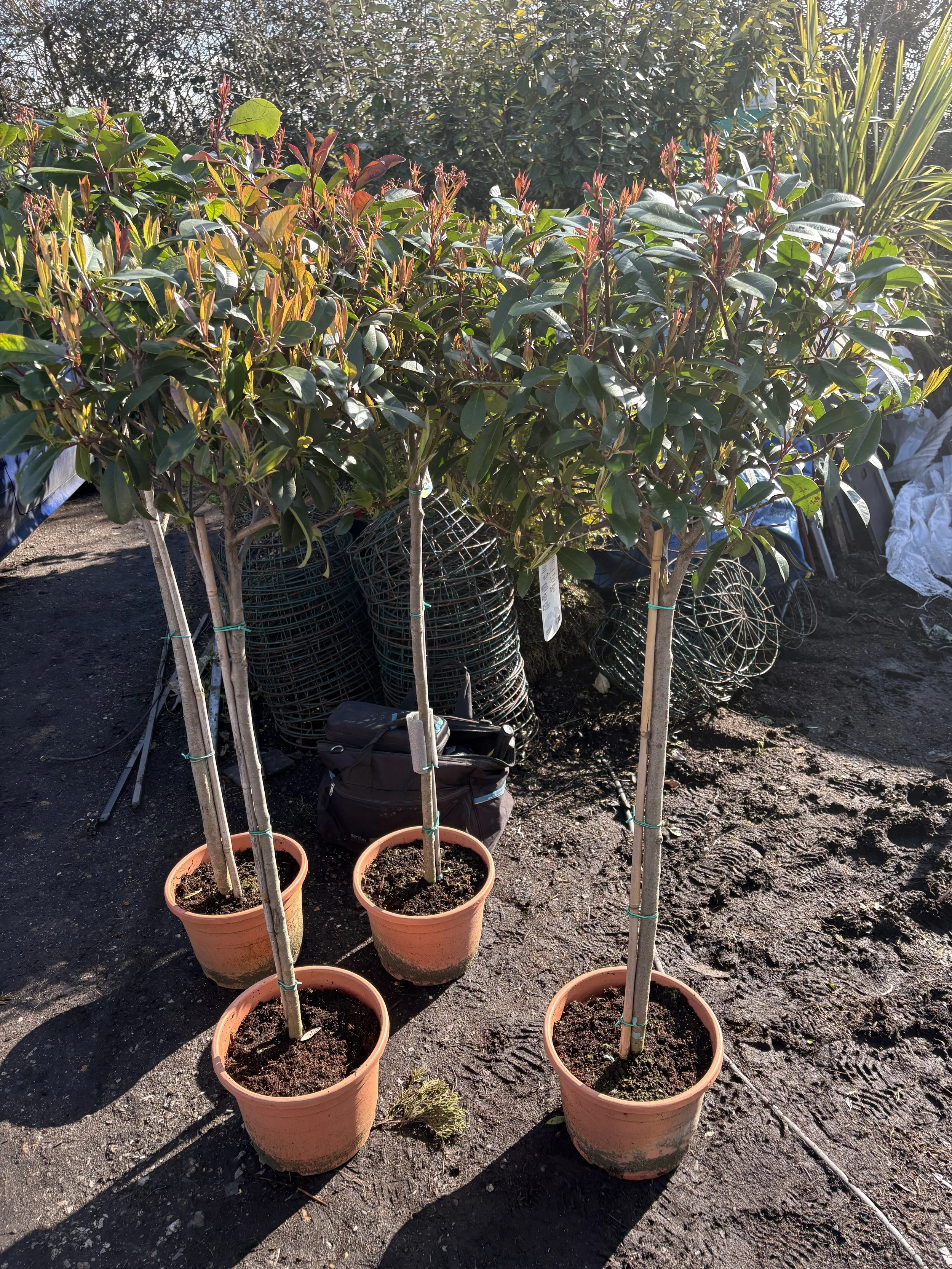 Photinia fraseri Red Robin 1/2 std 10lt pot 145cm tall