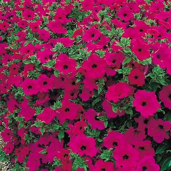 Petunia Surfinia Purple 9cm