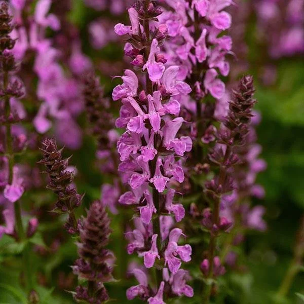 Salvia nemorosa Rose Marvel 2lt