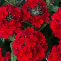Verbena Showboat Dark Red.jpg