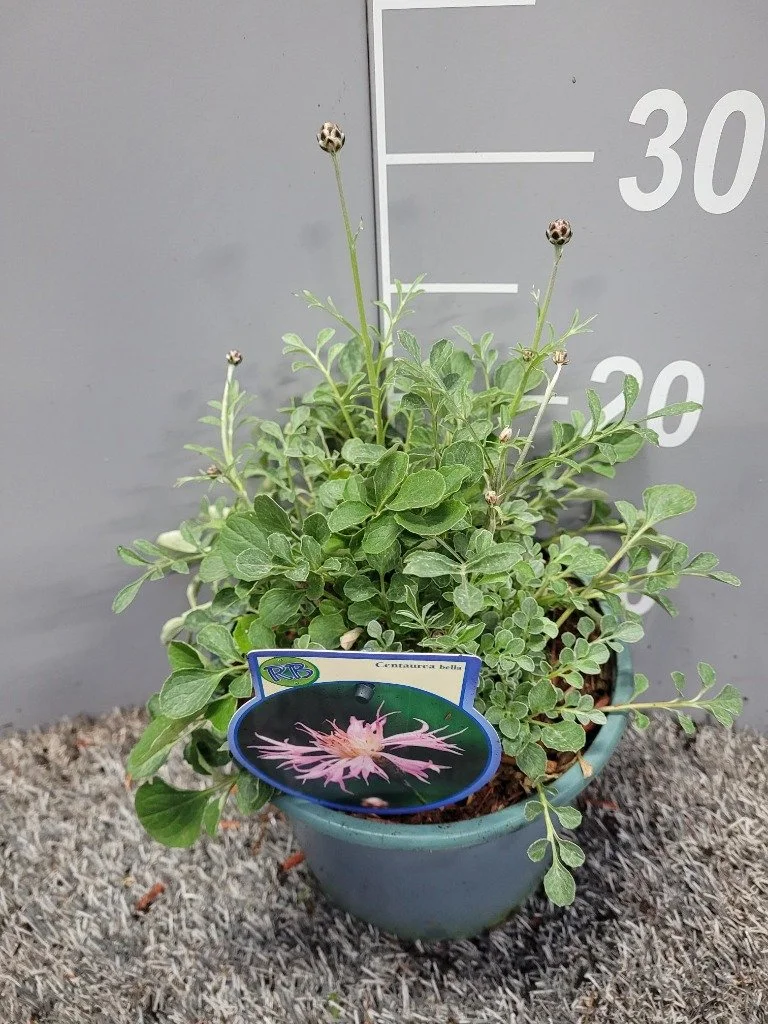 Centaurea Bella 2lt
