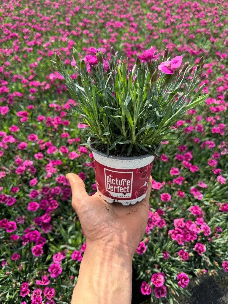 Dianthus Picture Perfect.jpg