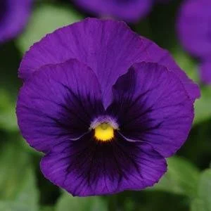 Pansy Panola XP Deep Blue Blotch 9cm pot