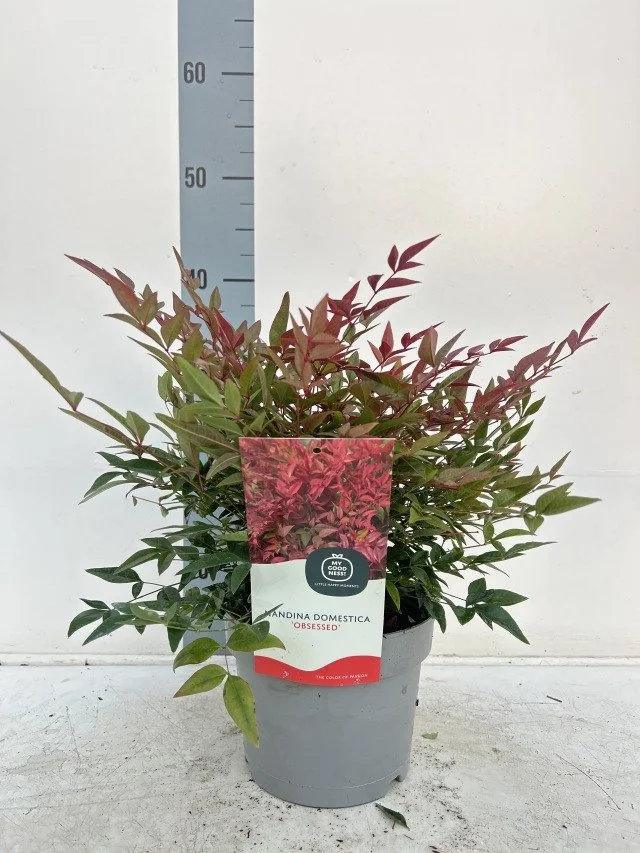Nandina Domestica Obsessed 2lt Pot