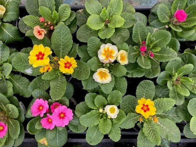 Primula Vulgaris Jupiter Select Mix 10.5cm pot