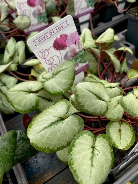 cyclamen 3.jpg